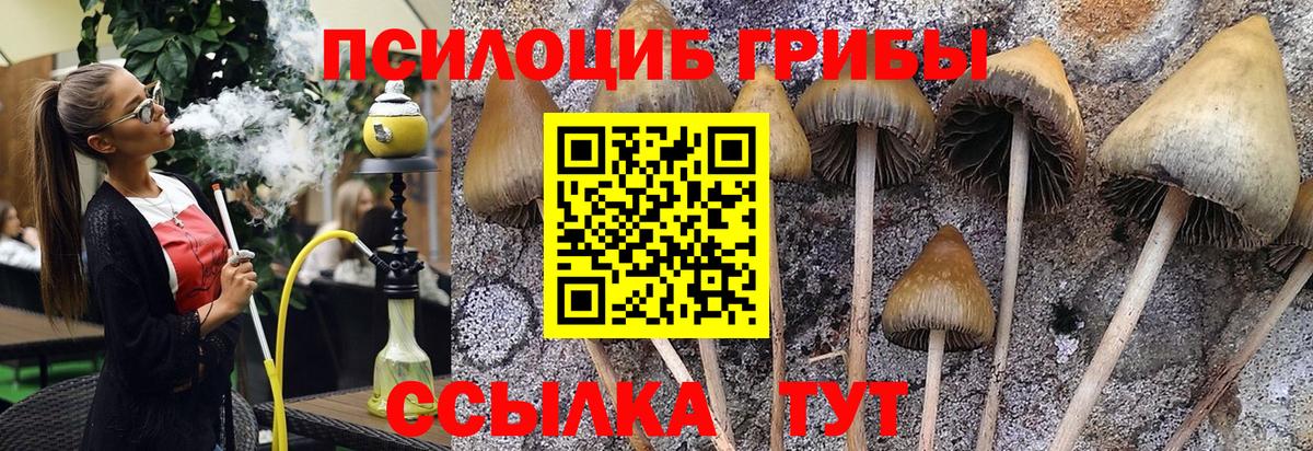 Можайск  Псилоцибиновые грибы Cubensis  Вход с VPN  Галлюциногенные грибы прущие грибы 